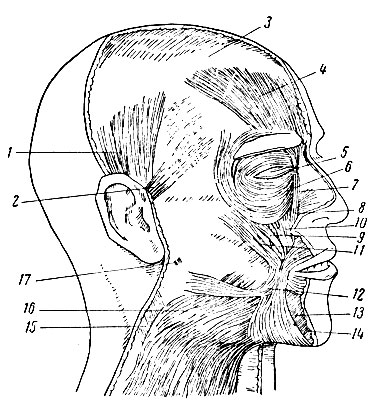Рис. 67.  Мимические мышцы лица: 1 - верхний мускул ушной раковины; 2 - передний мускул ушной раковины; 3 - сухожильный шлем головы; 4 - лобный мускул; 5 - срединное сухожилие века; 6 - круговой мускул глаза; 7 - мускул, поднимающий верхнюю губу и крылья носа; 8 - мускул, специально поднимающий верхнюю губу; 9 - скуловая часть четырехугольного мускула верхней губы; 10 - мускул, поднимающий  угол рта ('собачья' мышца); 11 - скуловой мускул; 12 - мускул смеха; 13 - четырехугольный мускул рта; 14 - трехугольный мускул рта; 15 - грудино-ключично-сосковый мускул; 16 - подкожный мускул шеи; 17 - фасция жевательной мышцы и околоушной слюнной железы