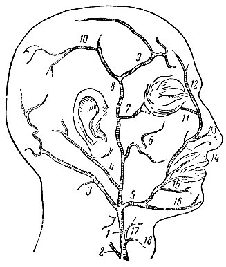 Рис. 68. Артерии головы: 1 - наружная сонная; 2 - внутренняя сонная; 3 - затылочная; 4 - задняя ушная; 5 - наружная верхнечелюстная; 6 - поперечная артерия лица; 7 - глазничная; 8 - поверхностная височная; 9 - лобная; 10 - теменная; 11 - нижнеглазничная; 12 - угловая; 13 - наружная артерия носа;  14 - верхнегубная; 15 - нижнегубная; 16 - подбородочная; 17 - язычная; 18 - верхнещитовидная