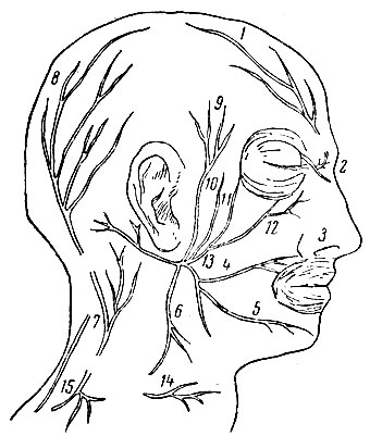 Рис. 69. Нервы головы: 1 - надглазочный; 2 - надъязычный; 3 - ветвь верхнечелюстного нерва; 4 - щечная ветвь лицевого нерва; 5 - подбородочная ветвь лицевого нерва;  6 - подчелюстная ветвь лицевого нерва; 7 - малый затылочный нерв; 8 - большой затылочный нерв; 9 - ушно-височный нерв; 10 , 11 и 12  - глазничные ветви лицевого нерва; 13 - ствол лицевого нерва; 14 - кожная ветвь шейного нервного сплетения; 15 - надключичный нерв