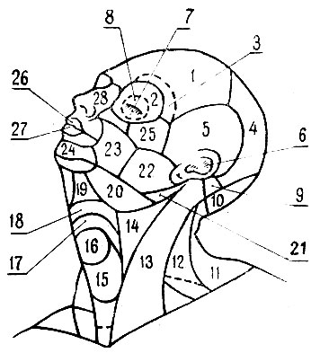 Рис. 29. Части лица и головы: 1 - лобная область; 2 - глазничная область; 3 - надглазничная область; 4 - теменная область; 5 - височная область; 6 - ушная область; 7 - область нижнего века; 8 - область верхнего века 9 - область сосцевидного отростка; 10 - затылочная область; 11 - выйная область; 12 - область боковой части шеи; 13 - область грудино-ключично-сосковой мышцы; 14 - сонная ямка; 15 - область щитовидной железы; 16 - область гортани; 17 - область надподъязычной кости; 18 - область подъязычной кости; 19 - подбородочная область; 20 - подчелюстная область; 21 - позадичелюстная ямка; 22 - околоушно-жевательная область; 23 - щечная область; 24 - подбородочная область; 25 - скуловая область; 26 - область верхней губы; 27 - область нижней губы; 28 - область носа
