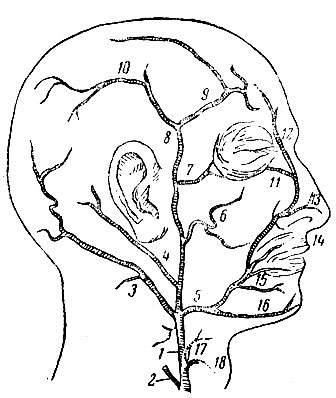 Рис. 31. Артерии головы: 1 - наружная сонная; 2 - внутренняя сонная; 3 - затылочная; 4 - задняя ушная; 5 - наружная верхнечелюстная; 6 - поперечная артерия лица; 7 - глазничная; 8 - поверхностная височная; 9 - лобная; 10 - теменная; 11 - нижнеглазничная; 12 - угловая; 13 - наружная артерия носа; 14 - верхнегубная; 15 - нижнегубная; 16 - подбородочная; 17 - язычная; 18 - верхнещитовидная
