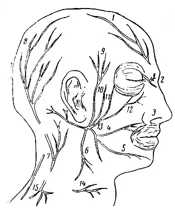 Рис. 32. Нервы головы: 1 - надглазочный; 2 - подъяблоковый; 3 - ветвь верхнечелюстного нерва; 4 - щечная ветвь лицевого нерва; 5 - подбородочная ветвь лицевого нерва; 6 - подчелюстная ветвь лицевого нерва; 7 - малый затылочный нерв; 8 - большой затылочный нерв; 9 - ушно-височный нерв; 10, 11 и 12 - глазничные ветви лицевого нерва; 13 - ствол лицевого нерва; 14 - кожная ветвь шейного нервного сплетения; 15 - надключичный нерв