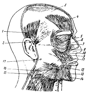 Рис. 33. Мимические мышцы лица: 1 - верхний мускул ушной раковины; 2 - передний мускул ушной раковины; 3 - сухожильный шлем головы; 4 - лобный мускул; 5 - срединное сухожилие века; 6 - круговой мускул глаза; 7 - мускул, поднимающий верхнюю губу и крылья носа; 8 - мускул, специально поднимающий верхнюю губу; 9 - скуловая часть четырехугольного мускула верхней губы; 10 - мускул, поднимающий угол рта (собачья мышца); 11 - скуловой мускул; 12 - мускул смеха; 13 - четырехугольный мускул нижней губы; 14 - треугольный мускул рта; 15 - грудинно-ключично-сосковый мускул; 16 - подкожный мускул шеи; 17 - фасция жевательной мышцы и околоушной слюнной железы